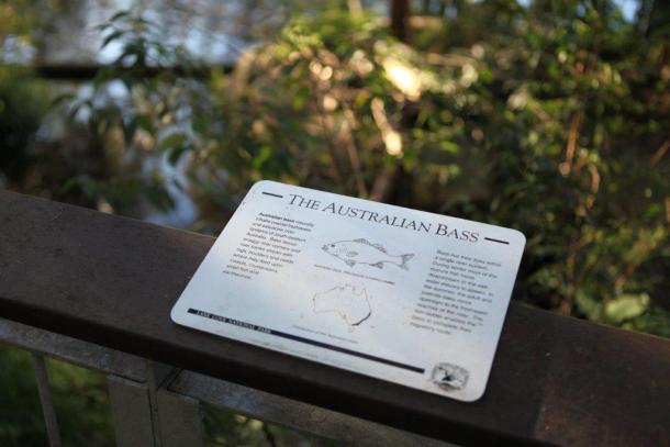 Victoria's Hopkins River provides some good sport fishing options for loclas in the know. Image: Tim Vincent